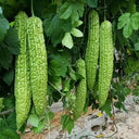 Green Dragon Bitter Melon Seeds, 5g