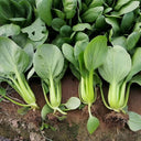 'Hezhiyuan' Shanghai Bok Choy Seeds, 10g