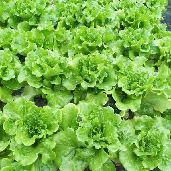 'Lvmei' Italian Leaf Lettuce Seeds, 10g