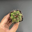 Gymnocalycium saglionis, 3-4cm