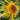 Meteor Double Sunflower, 5~10 Seeds