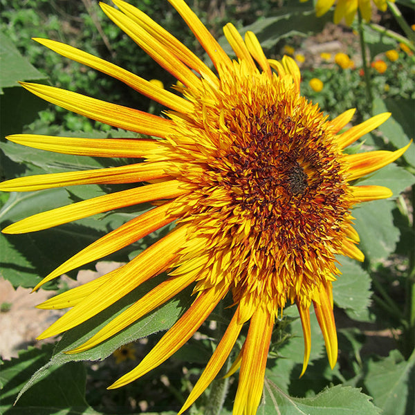 Meteor Double Sunflower, 5~10 Seeds