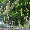 White Jade Bitter Gourd Seeds, 10g