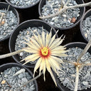 Astrophytum caput-medusae, 1.5-1.8cm