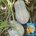 Baby Pumpkin Seeds, 10 Seeds