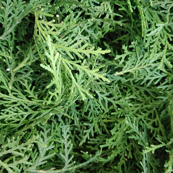 Chinese Arborvitae (Platycladus orientalis), 100 Seeds