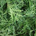 Chinese Arborvitae (Platycladus orientalis), 100 Seeds