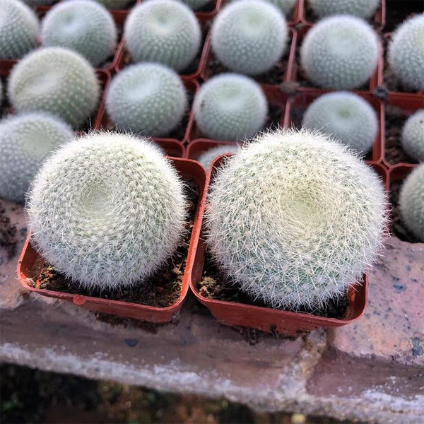 Parodia haselbergii, 3-4cm