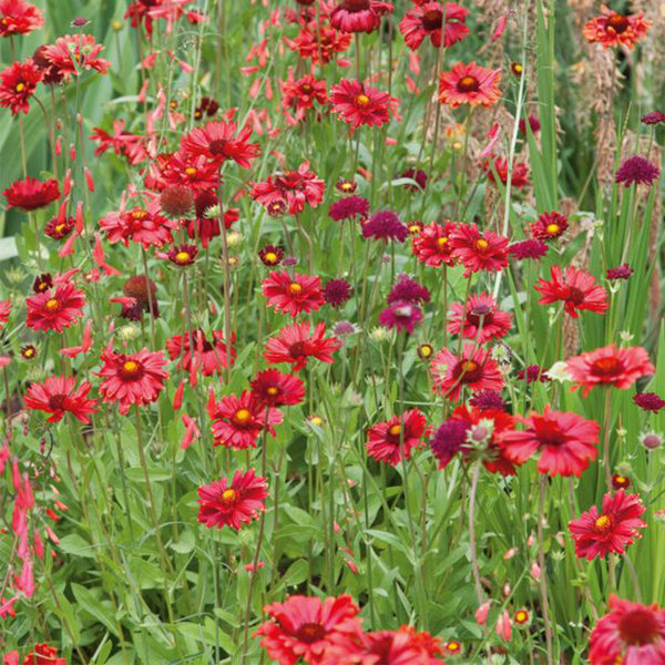 Perennial Gaillardia, 500 Seeds