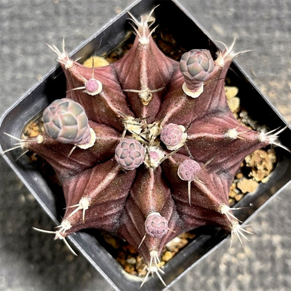 Gymnocalycium mihanovichii 'Hibotan Purple', 3-4cm