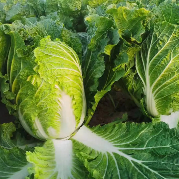 Improved Qingza No.3 Chinese Cabbage Seeds, 5 × 4g Bags