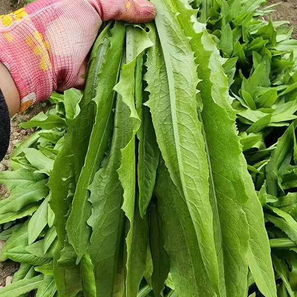 Traditional Tender Youmai Cai Seeds, 10g