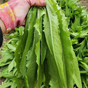 Traditional Tender Youmai Cai Seeds, 10g