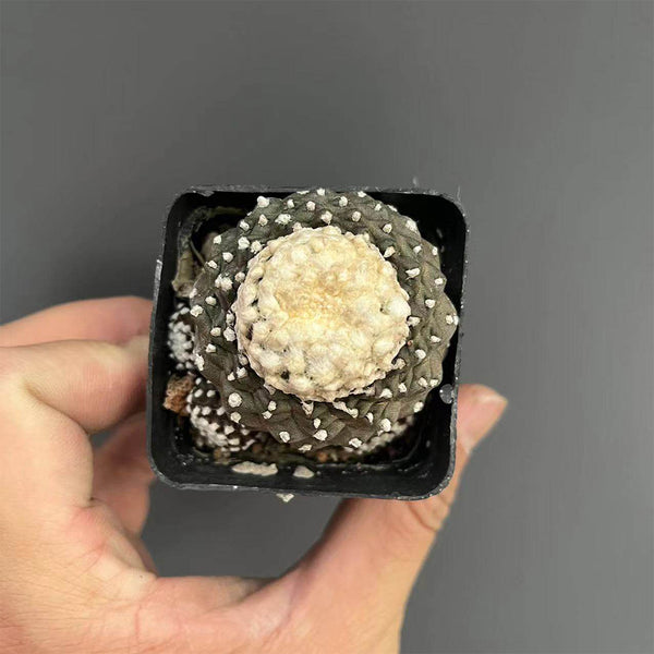 Copiapoa tenuissima f. monstruosa, 3-4cm