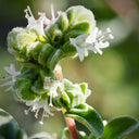 American Sweet Marjoram Seeds, 200 Seeds