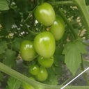 Green Jade Tomato, 100 Seeds