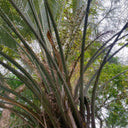 Jelly Palm Seeds, 25 Seeds