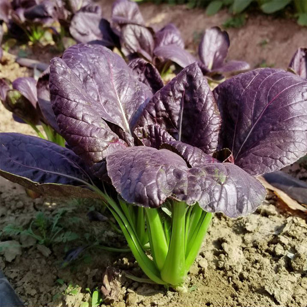 'Ziguifei' Purple Bok Choy Seeds, 10g