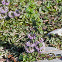 Pennyroyal Mint, 1000 Seeds