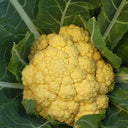 Jin Buhuan Cauliflower, 30 Seeds