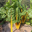 Golden-Leaf Chard Seeds, 5g