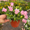 Hezhichun Mixed Color Canterbury Bells Seeds, 1g