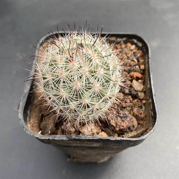 Mammillaria albicans, 3-4cm