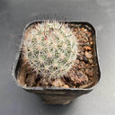 Mammillaria albicans, 3-4cm