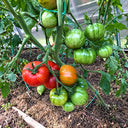 212 Dean's Brad Gates Dwarf Tomato, 5 Seeds