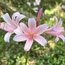 Sprenger's Surprise Lily, 3 Bulbs