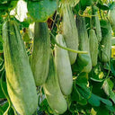 Horn-shaped Crispy Melon Seeds, 70 Seeds