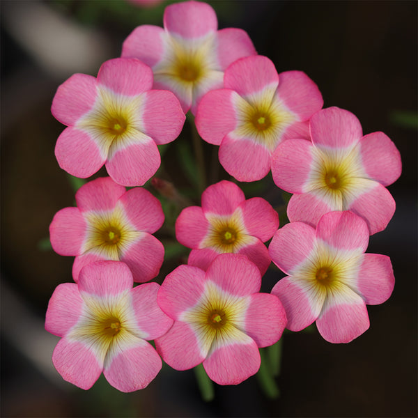 Oxalis obtusa Series Bulb - 'Rainbow', 1 Bulb