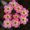 Oxalis obtusa Series Bulb - 'Rainbow', 1 Bulb