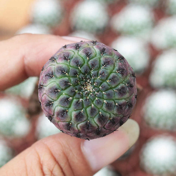 Sulcorebutia rauschii Live Cactus, 2-3cm