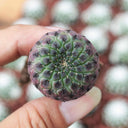 Sulcorebutia rauschii Live Cactus, 2-3cm