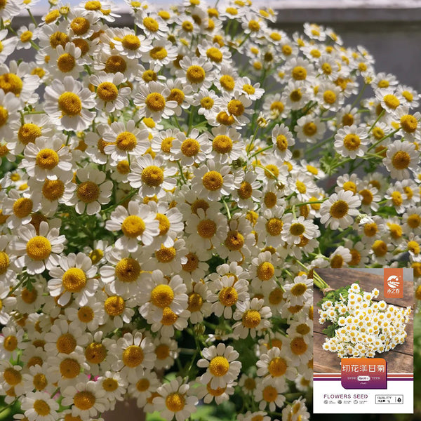 Cut Flower Chamomile, 1g