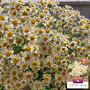 Cut Flower Chamomile, 1g