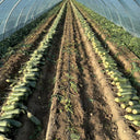 'SanNong Feicui' Fruit Radish Seeds, 100 Seeds