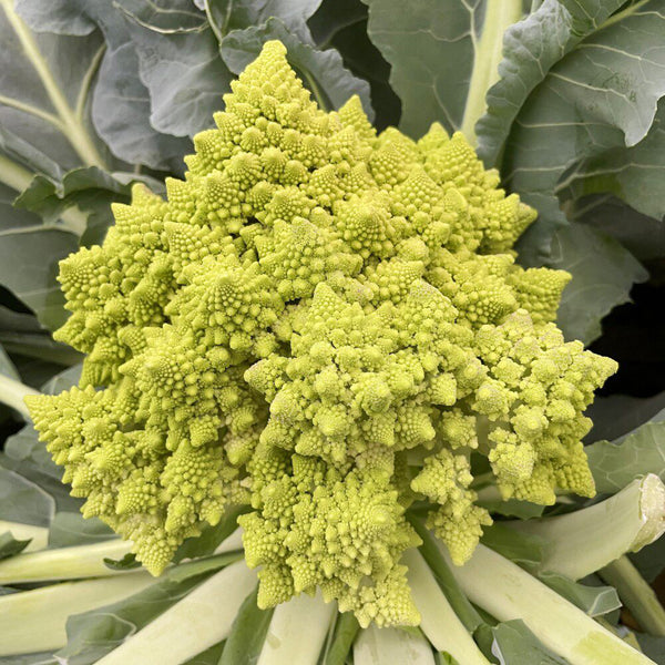 Dutch White Pagoda Cauliflower, 10 Seeds