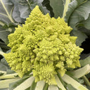 Dutch White Pagoda Cauliflower, 10 Seeds