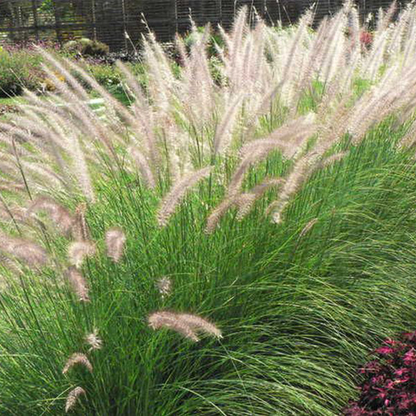 U2222 Purple Fountain Grass, 200 Seeds