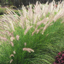 U2222 Purple Fountain Grass, 200 Seeds