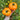 417 Golden Cat Tomato, 5 Seeds