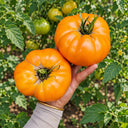 417 Golden Cat Tomato, 5 Seeds