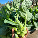 MeiBao Chinese Kale Seeds, 10g