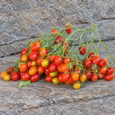 224 Reverend Michael Keyes Tomato, 5 Seeds