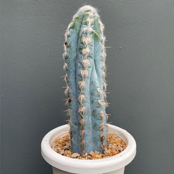 Pilosocereus azureus, 9-10cm
