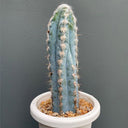 Pilosocereus azureus, 9-10cm