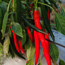 Meiren Chili Pepper Seeds, 50 Seeds