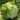Caesar Crisphead Lettuce Seeds, 1g